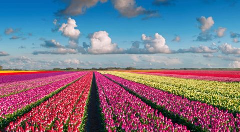 Blumenfelder in der Umgebung